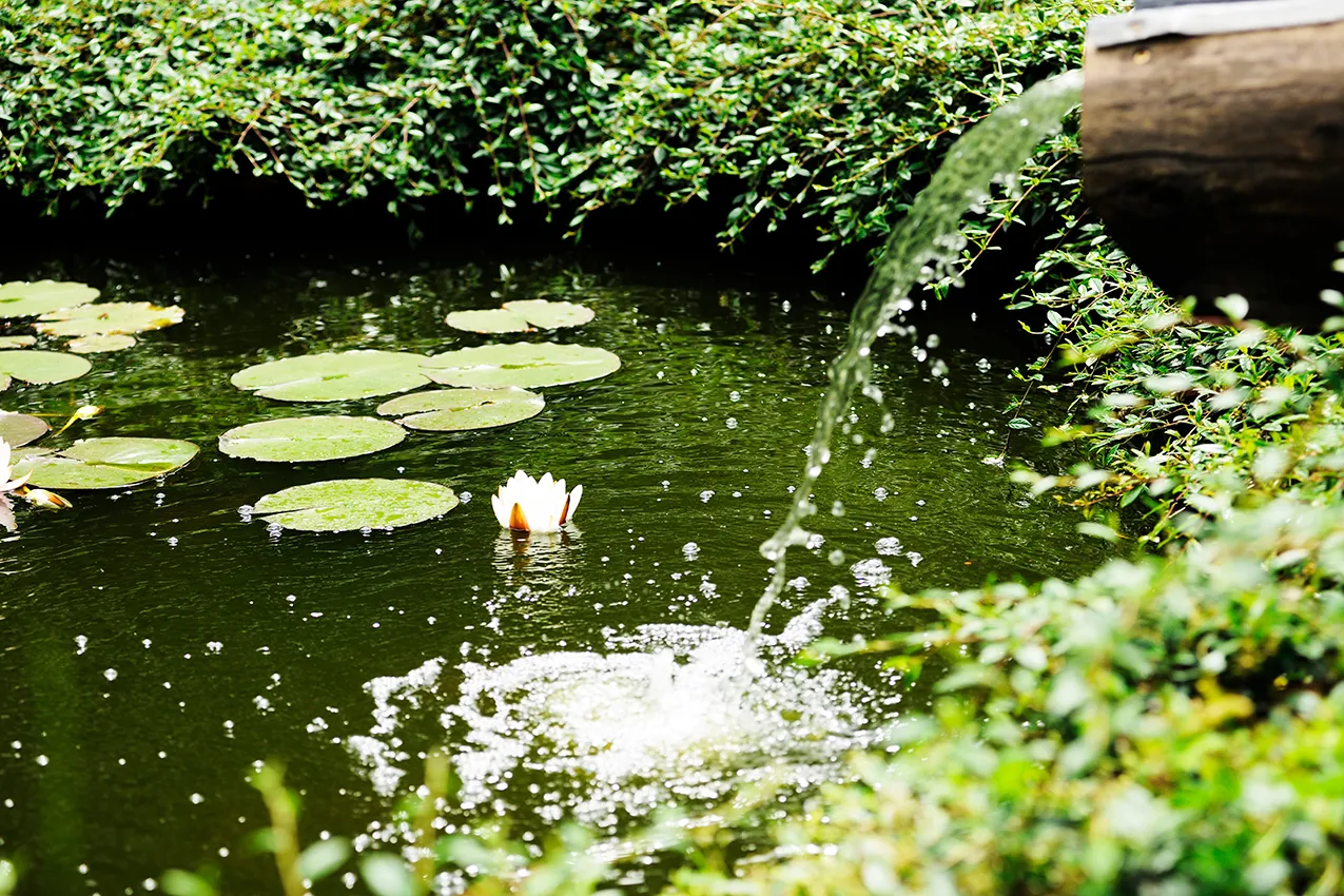 locale agriturismo laghetto con ninfee