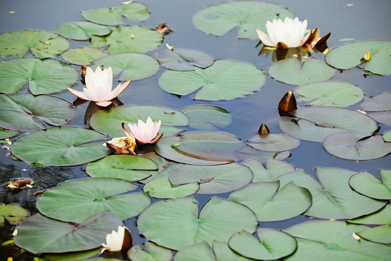 locale agriturismo laghetto con ninfee