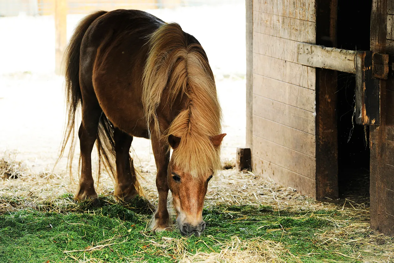 locale agriturismo pony
