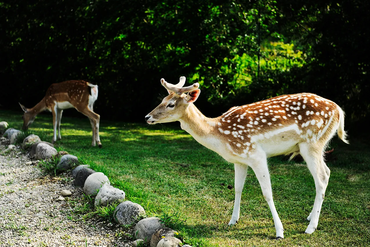 locale agriturismo cerbiatti