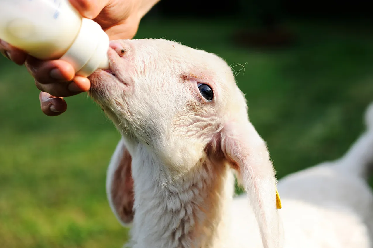 locale agriturismo agnellino che beve