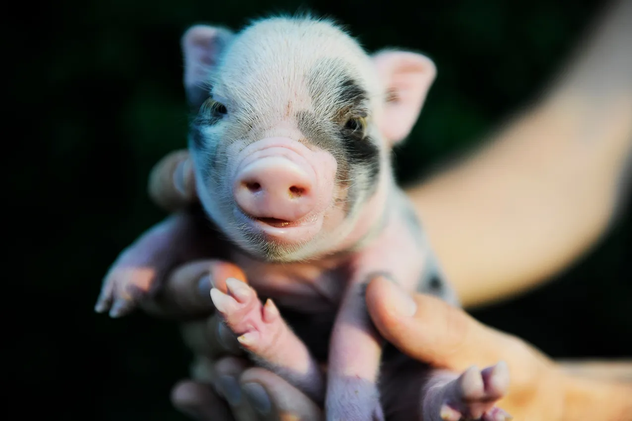 locale agriturismo maialino